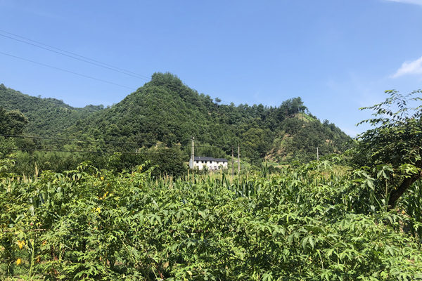 7月上旬流通领域棉花市场价格冲高回落
